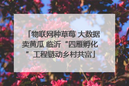 物联网种草莓 大数据卖黄瓜 临沂“四雁孵化”工程链动乡村共富
