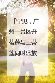 罕见，广州一景区并蒂莲与三蒂莲同时盛放