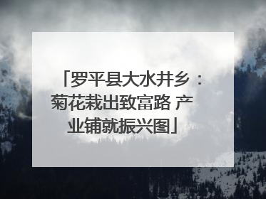 罗平县大水井乡：菊花栽出致富路 产业铺就振兴图