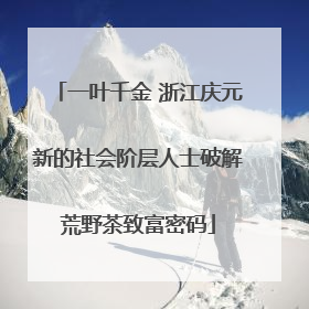 一叶千金 浙江庆元新的社会阶层人士破解荒野茶致富密码