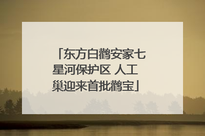 东方白鹳安家七星河保护区 人工巢迎来首批鹳宝