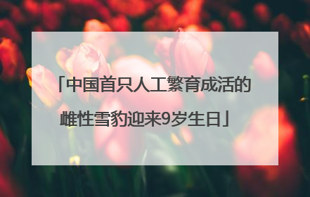 中国首只人工繁育成活的雌性雪豹迎来9岁生日