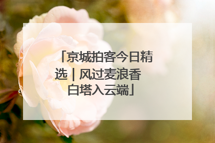 京城拍客今日精选｜风过麦浪香 白塔入云端