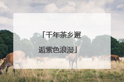 千年茶乡邂逅紫色浪漫