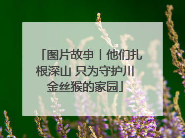 图片故事丨他们扎根深山 只为守护川金丝猴的家园