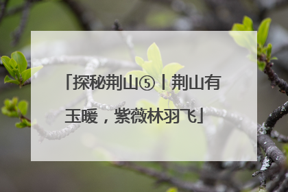 探秘荆山⑤丨荆山有玉暖，紫薇林羽飞