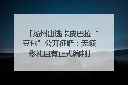 扬州出逃卡皮巴拉“豆包”公开征婚：无须彩礼且有正式编制