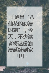 晒出“八仙花的浪漫时刻”，今天，不少读者将这份浪漫延续到家里