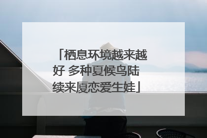 栖息环境越来越好 多种夏候鸟陆续来厦恋爱生娃