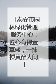 泰安市园林绿化管理服务中心：匠心育得萱草盛，一抹橙黄醉人间