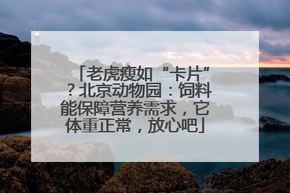 老虎瘦如“卡片”？北京动物园：饲料能保障营养需求，它体重正常，放心吧
