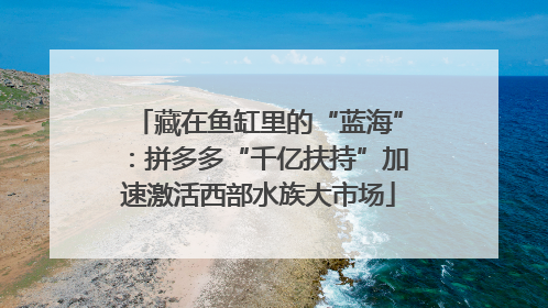 藏在鱼缸里的“蓝海”：拼多多“千亿扶持”加速激活西部水族大市场