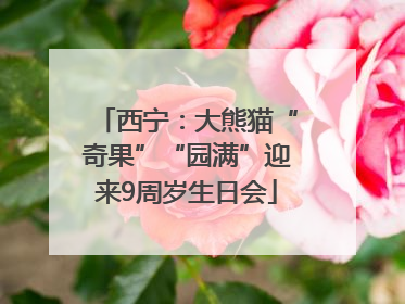 西宁：大熊猫“奇果”“园满”迎来9周岁生日会