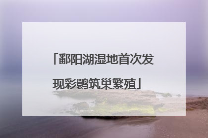 鄱阳湖湿地首次发现彩鹮筑巢繁殖