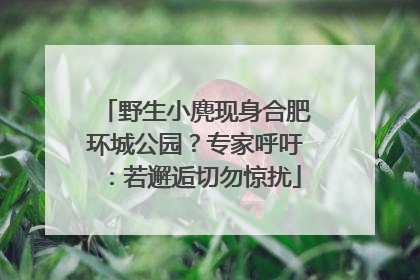 野生小麂现身合肥环城公园？专家呼吁：若邂逅切勿惊扰